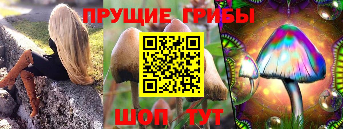 Псилоцибиновые грибы Psilocybine cubensis Старая Русса